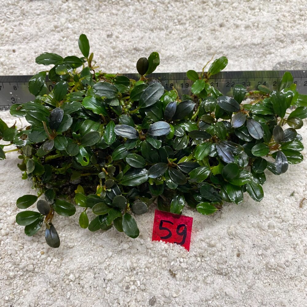 Bucephalandra Brownie Blue 59
