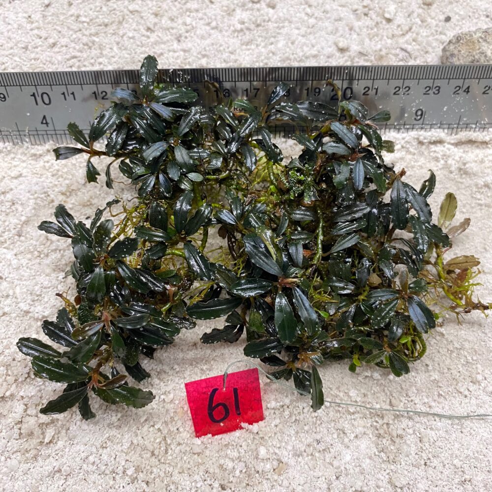 Bucephalandra Brownie Blue 61
