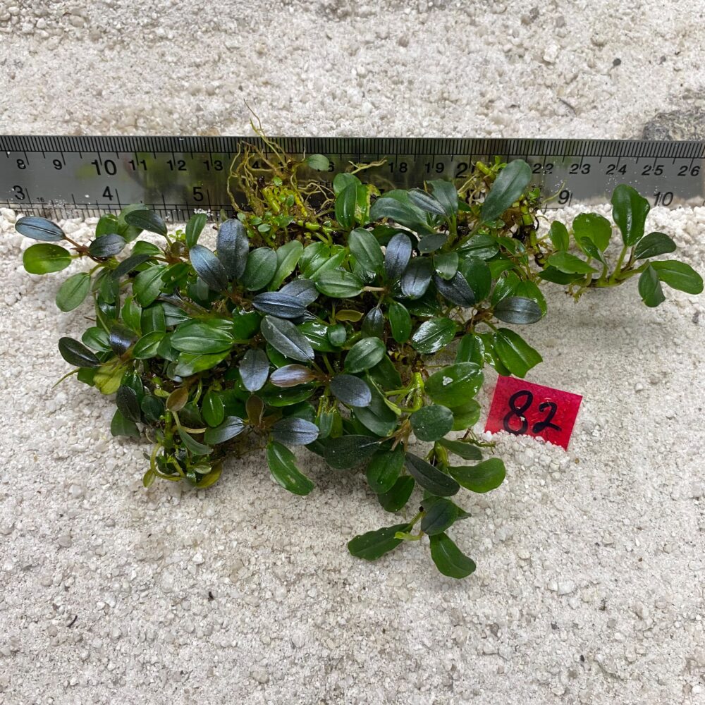 Bucephalandra Brownie Blue 82