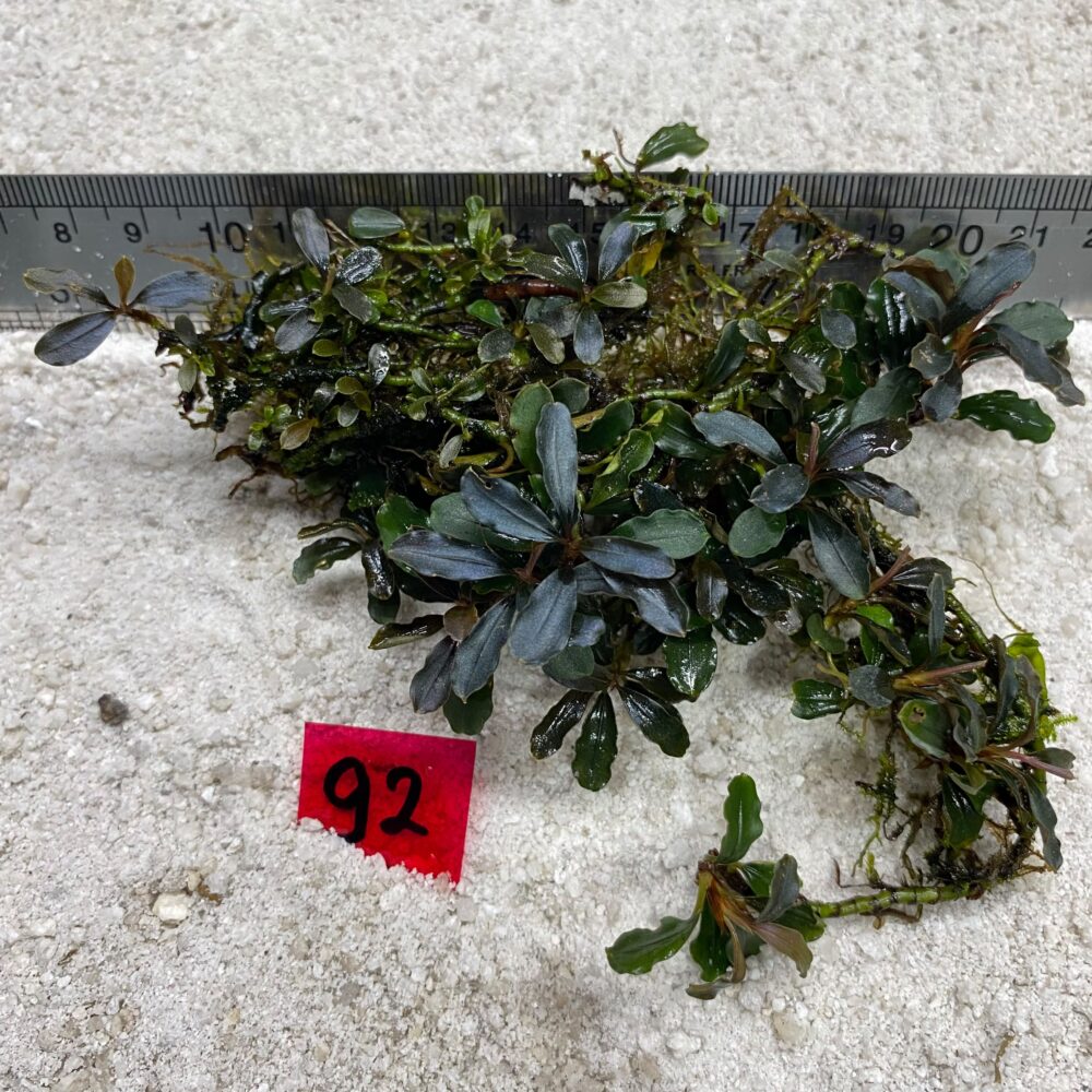 Bucephalandra Brownie Blue 92