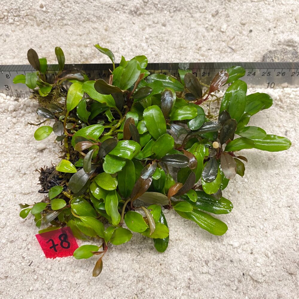 Bucephalandra Brownie Forest 78
