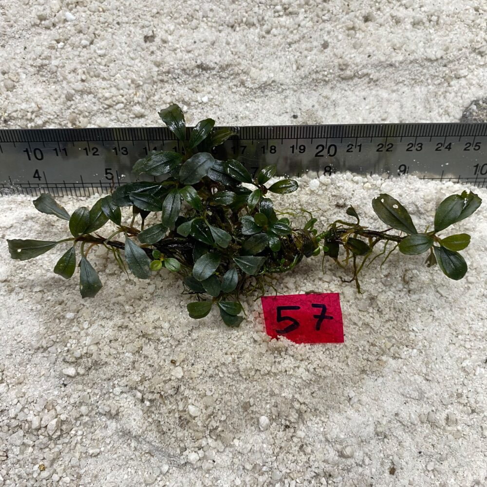 Bucephalandra Brownie Green 57