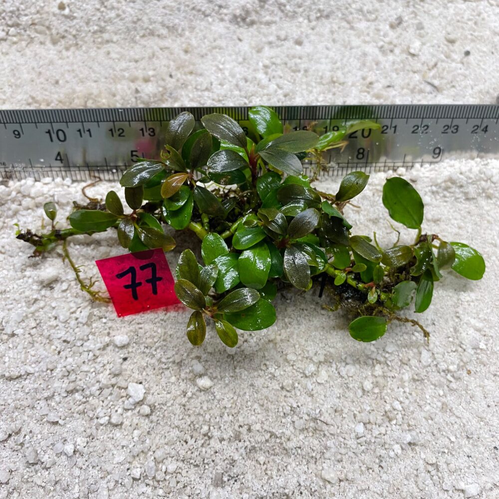 Bucephalandra Brownie Green 77