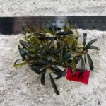 Bucephalandra Brownie Needle 56