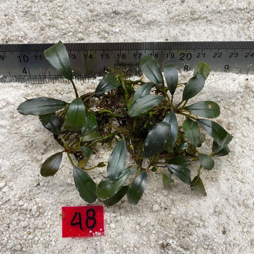 Bucephalandra Brownie Sapphire 48