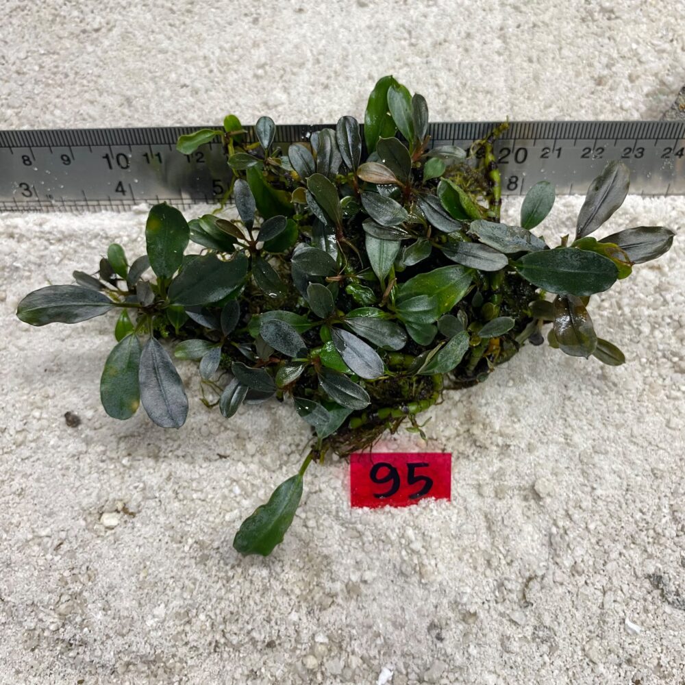 Bucephalandra Brownie Shimmer 95