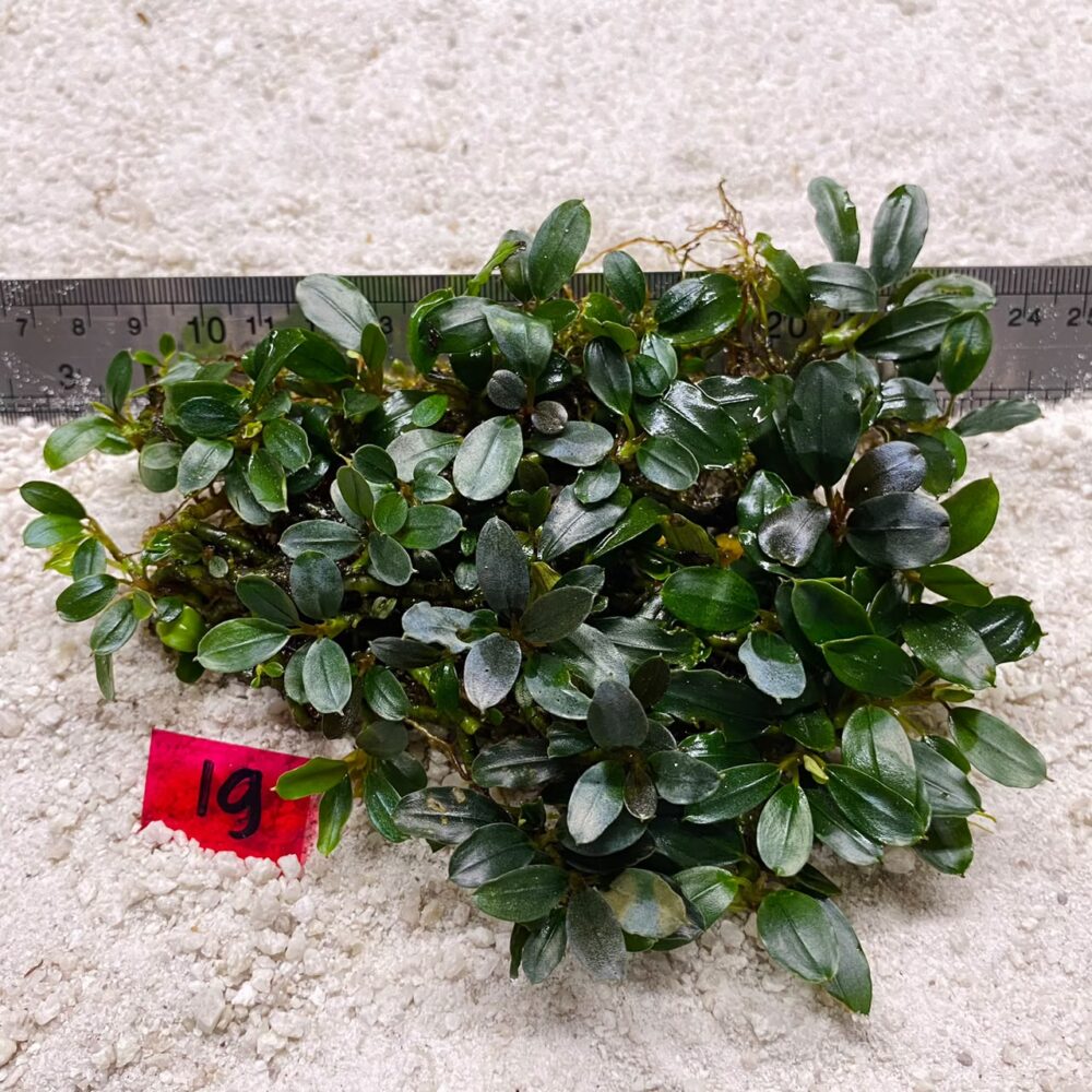 Bucephalandra Brownie Ghost 19