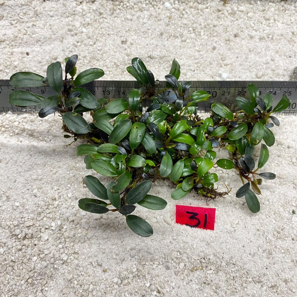 Bucephalandra Brownie Green 31