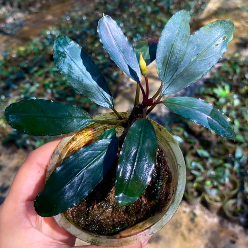 Bucephalandra Persian Blue Melawi