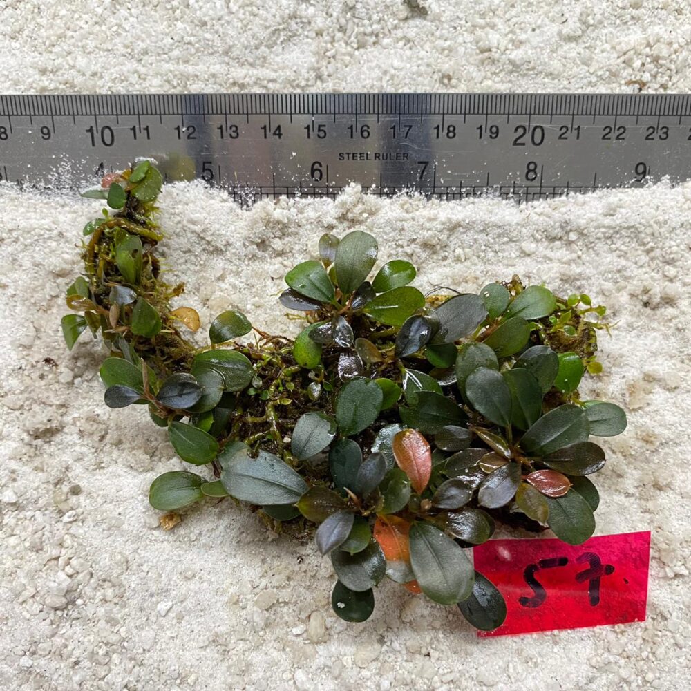 Bucephalandra Almond 57