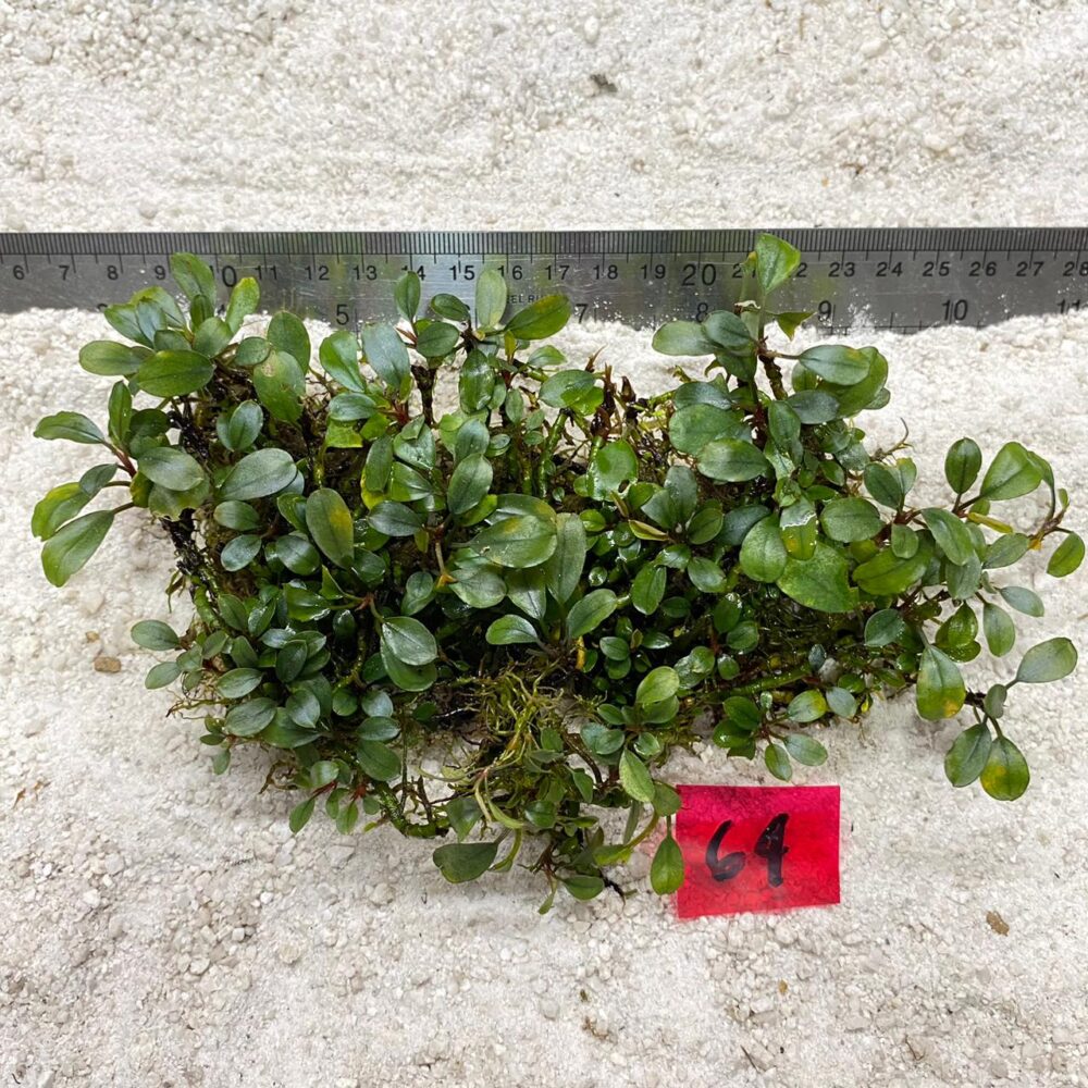 Bucephalandra Almond Tael 64