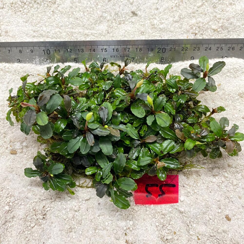 Bucephalandra Amanda Brownie 55