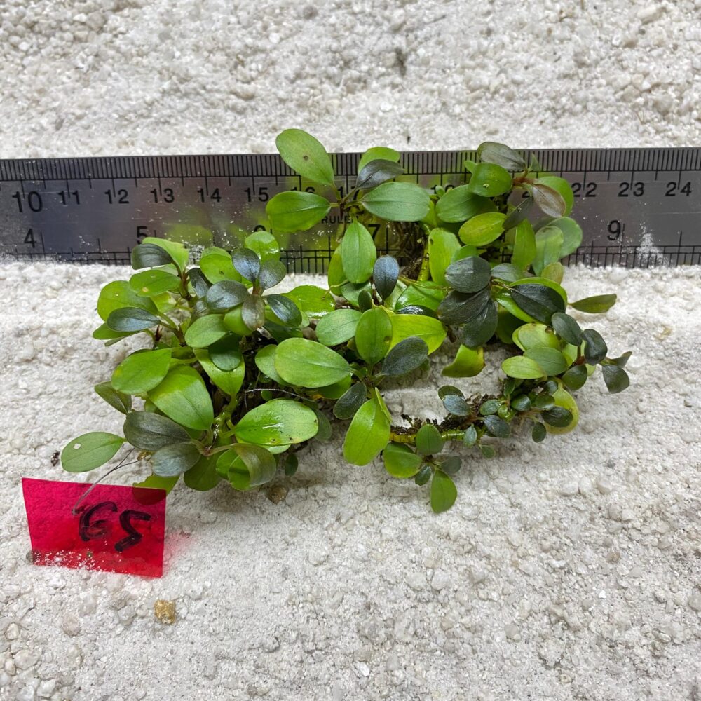 Bucephalandra Apple Leaf 65