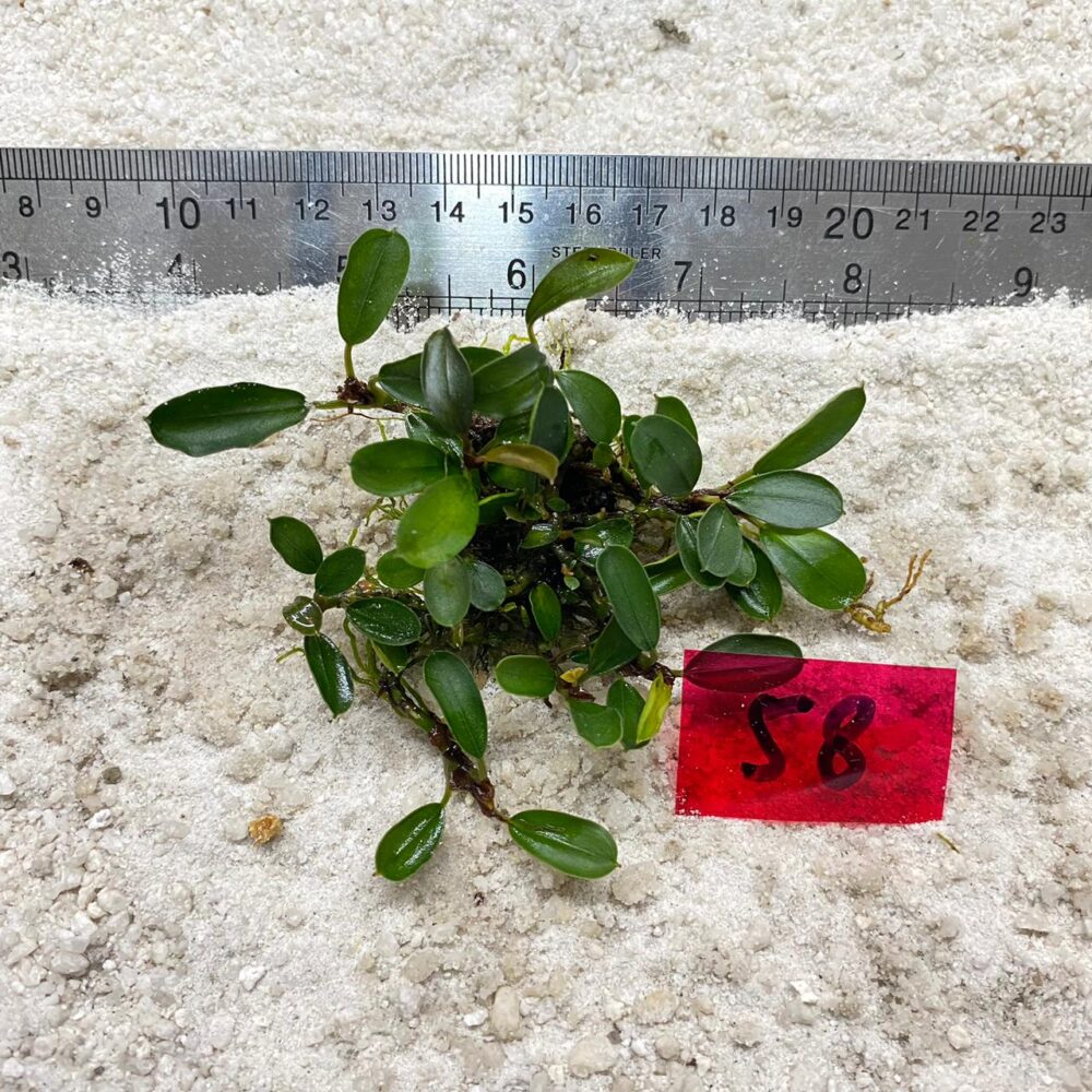Bucephalandra Azzura Lime 58