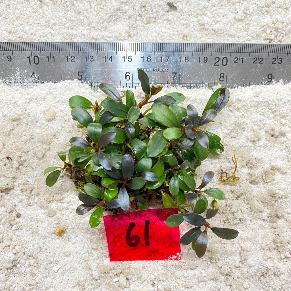 Bucephalandra Azzura Teal 61