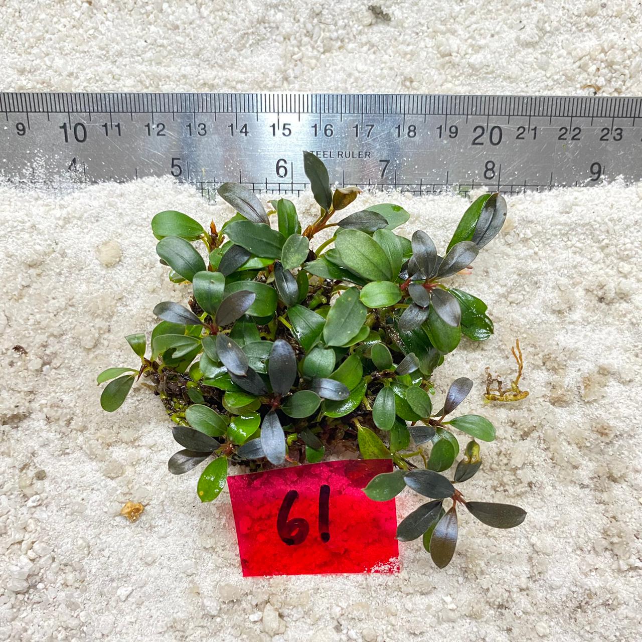 Bucephalandra Azzura Teal 61