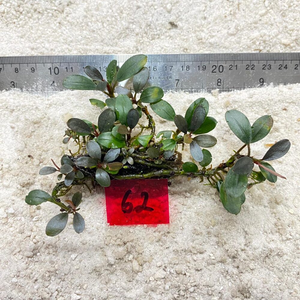 Bucephalandra Azzura Teal 62