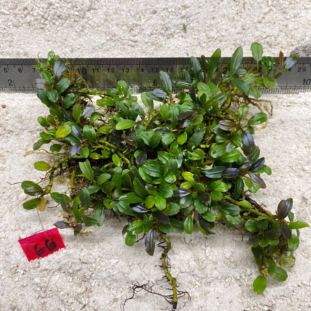 Bucephalandra Brownie Blue 66