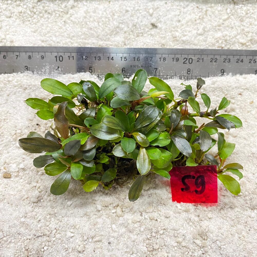 Bucephalandra Brownie Mauve 59