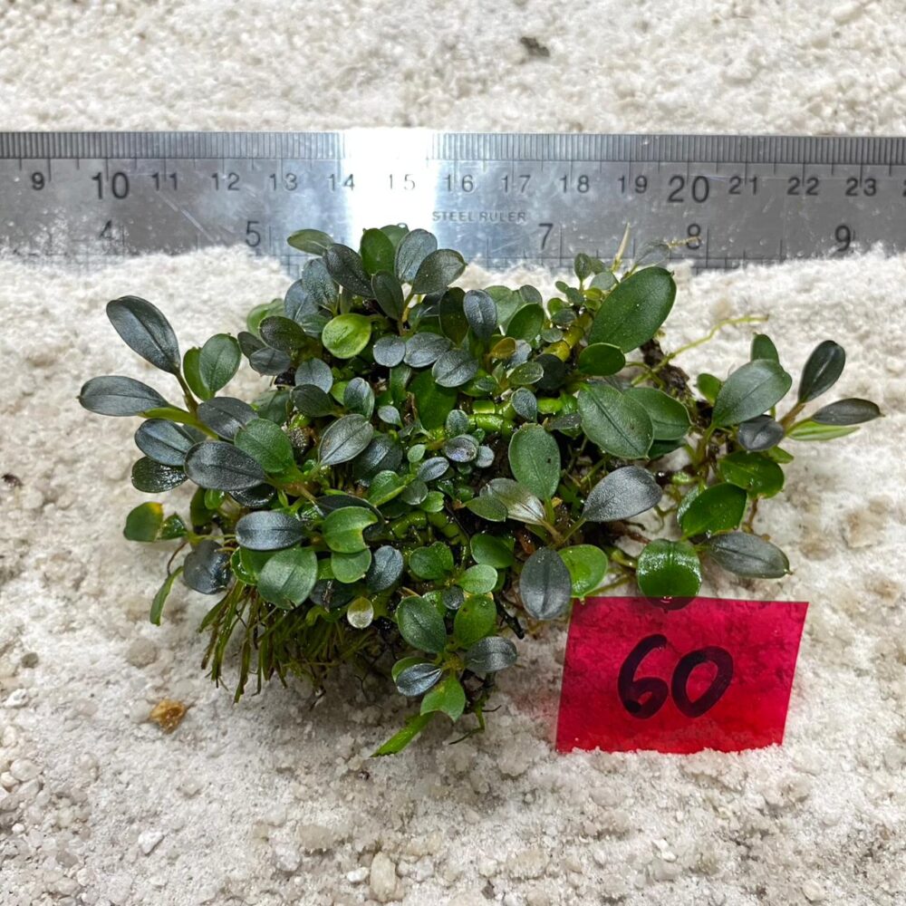 Bucephalandra Emerald 60
