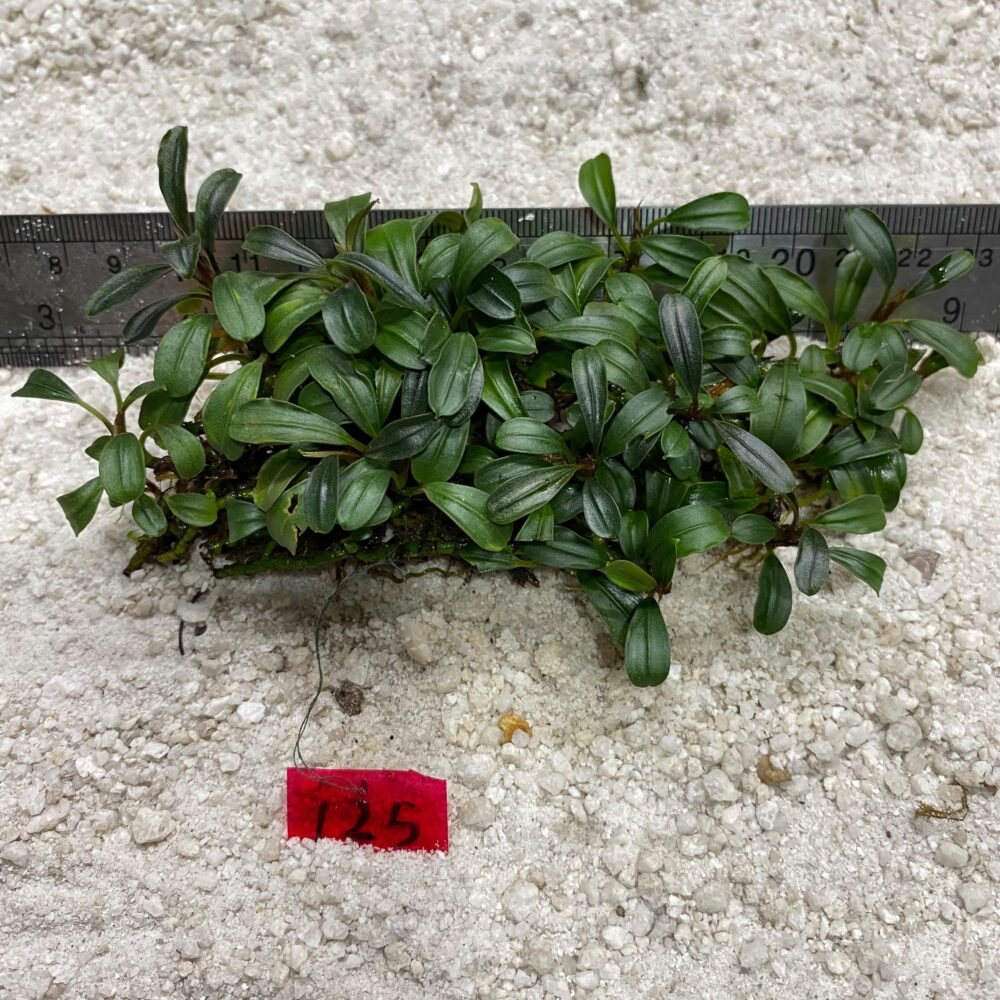 Bucephalandra Kapit 125