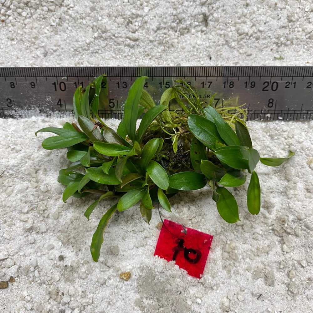Bucephalandra Lamandau 70