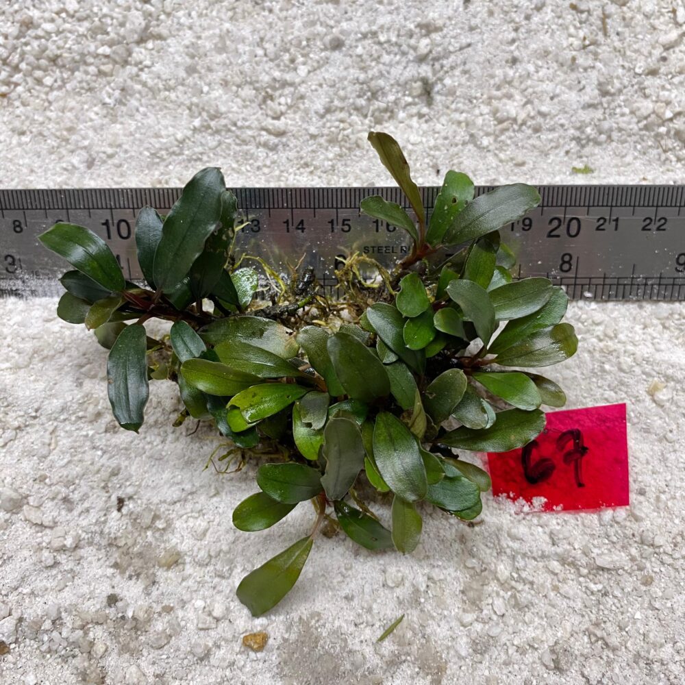 Bucephalandra Lamandau Brownie 67