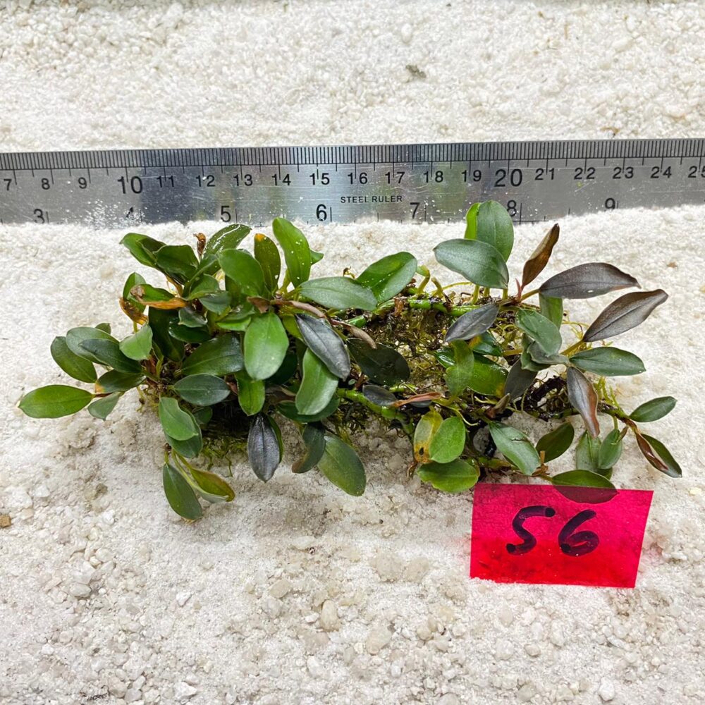 Bucephalandra Lamandau Violet 56
