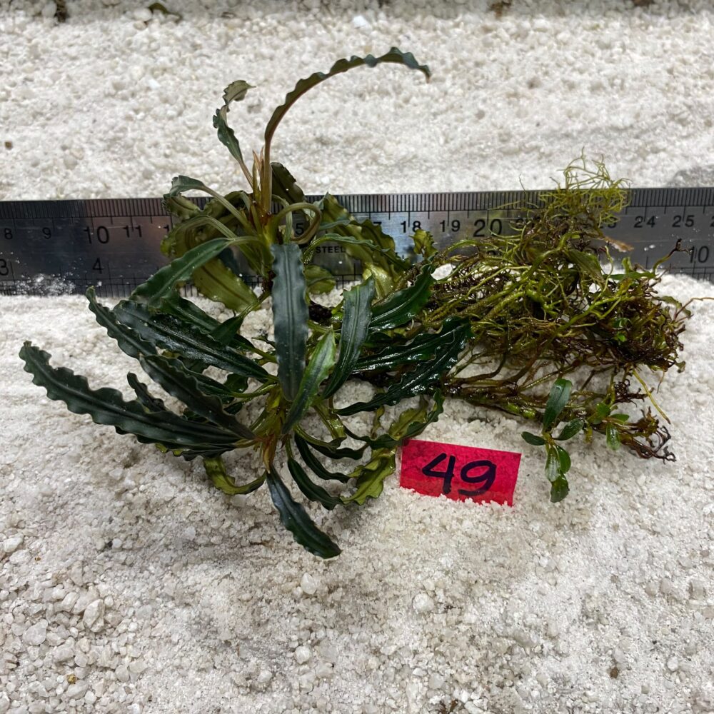 Bucephalandra Cinnamon Croco 49