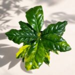 Coffea Canephora Variegated