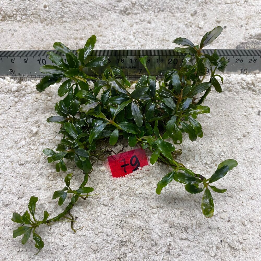Bucephalandra Curly Wavy 79