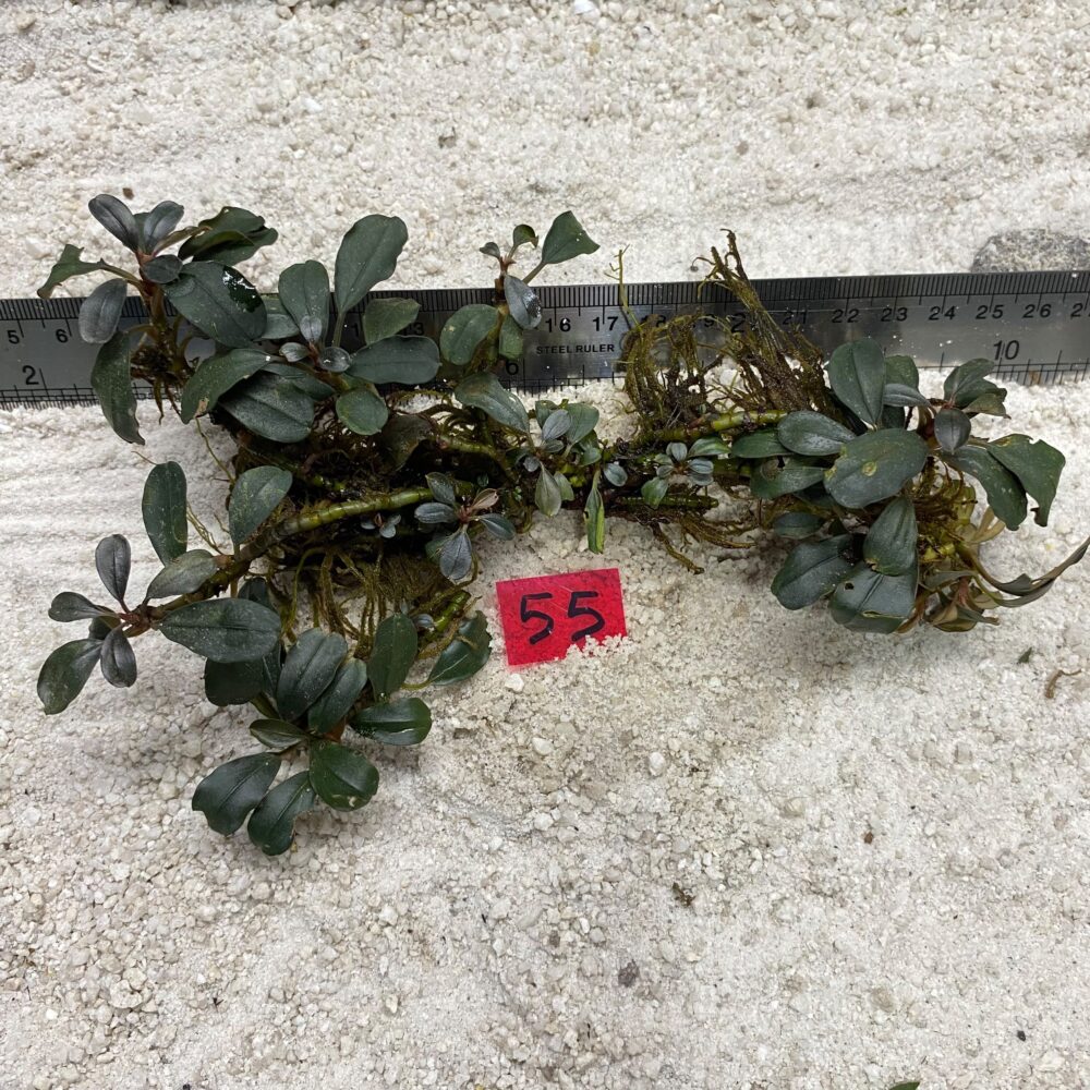 Bucephalandra Dark Aries 55