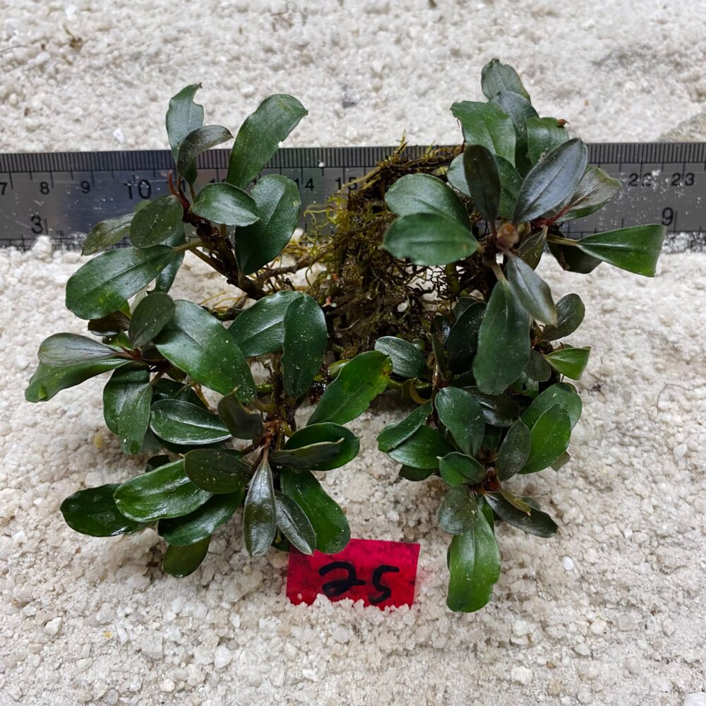 Bucephalandra Dark Green 25