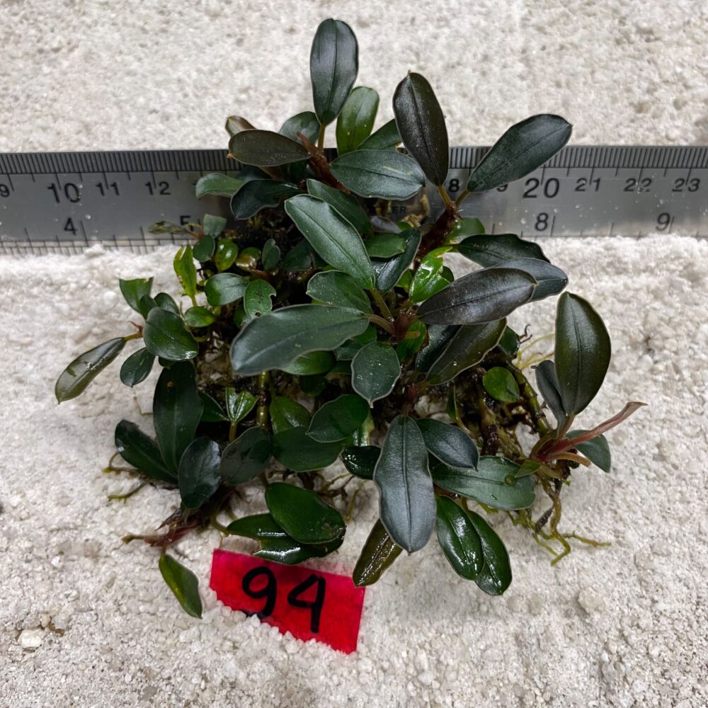 Bucephalandra Dark Green Jade 94
