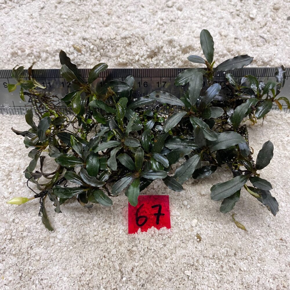 Bucephalandra Dark Wavy 67