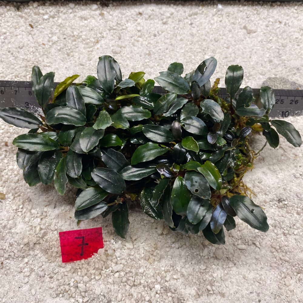 Bucephalandra Dark Wavy 7