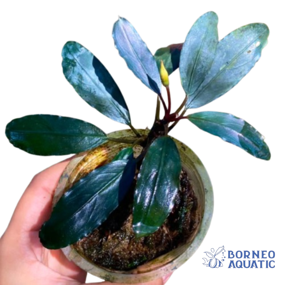 Bucephalandra Persian Blue Melawi
