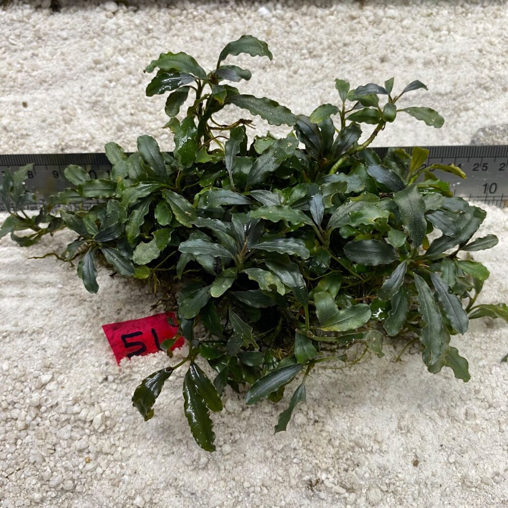 Bucephalandra Green Wavy 51
