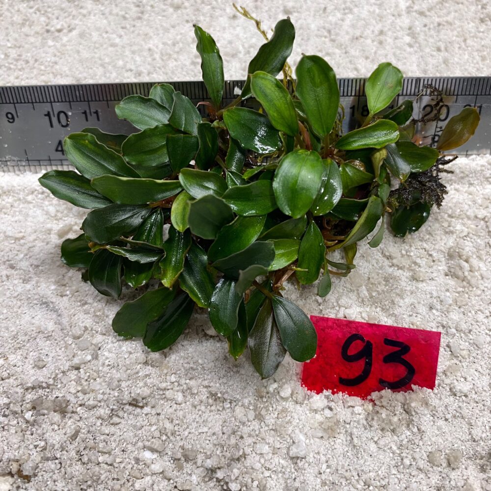 Bucephalandra Green Wavy 93