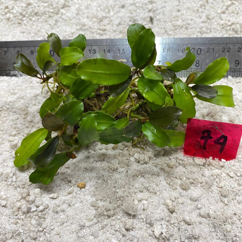 Bucephalandra Brown Venus 74