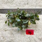 Bucephalandra Almond Teal 76