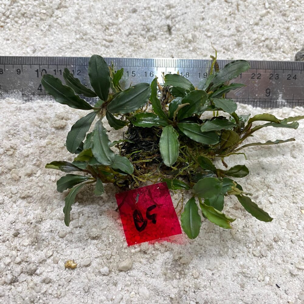 Bucephalandra Broad Wavy 85