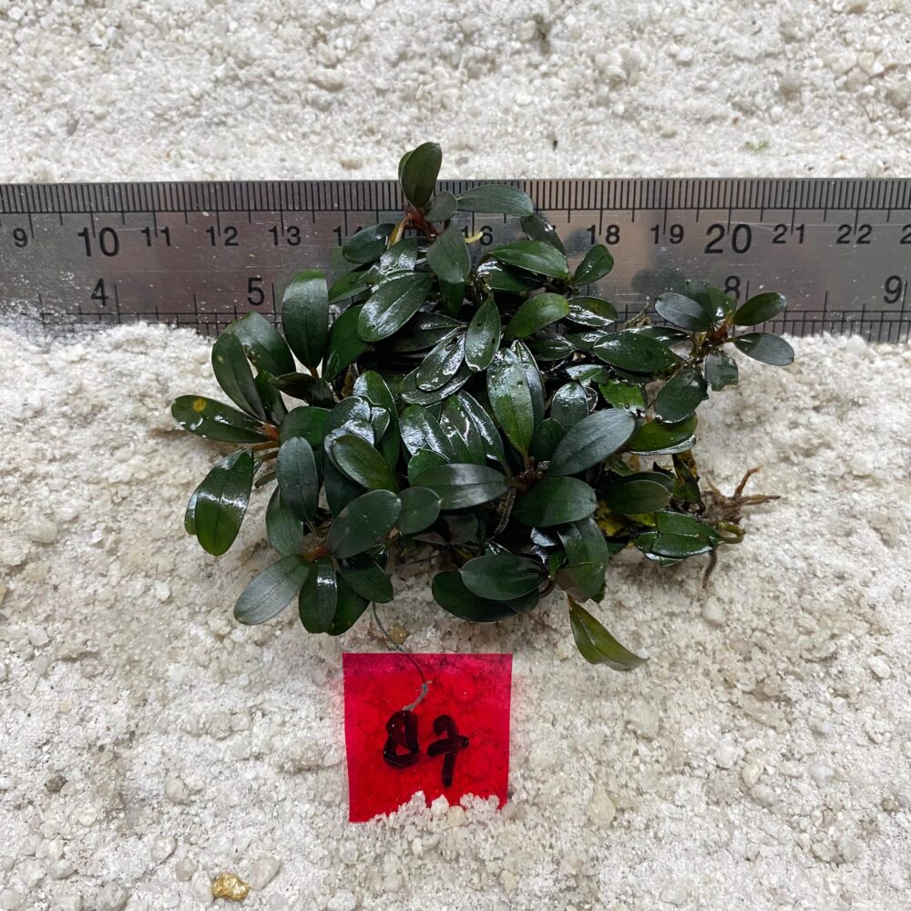Bucephalandra Green Venus 87