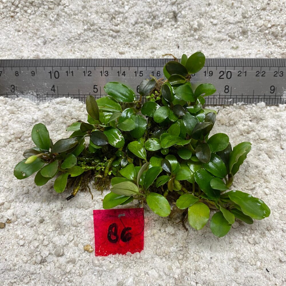 Bucephalandra Apple Leaf 86
