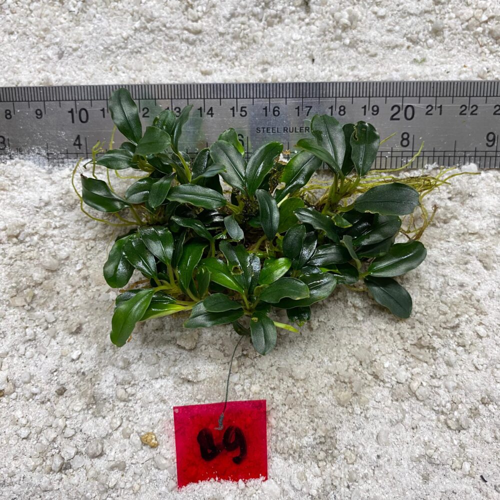 Bucephalandra Lamandau Green 89