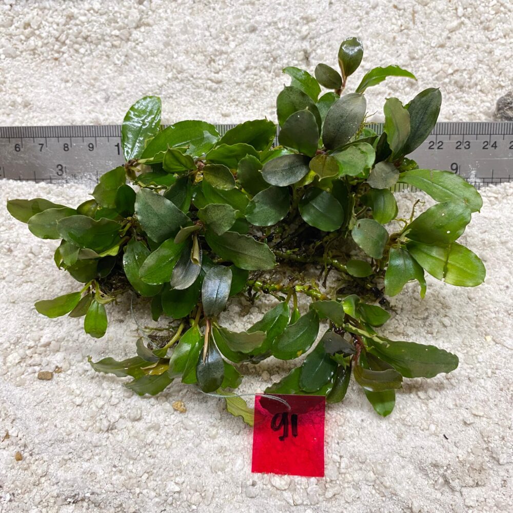 Bucephalandra Lamandau Green 91