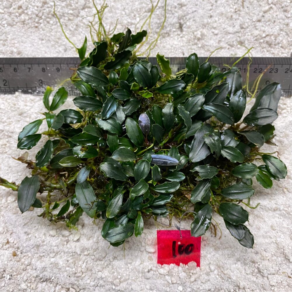 Buceplhalandra Apple Leaf 103
