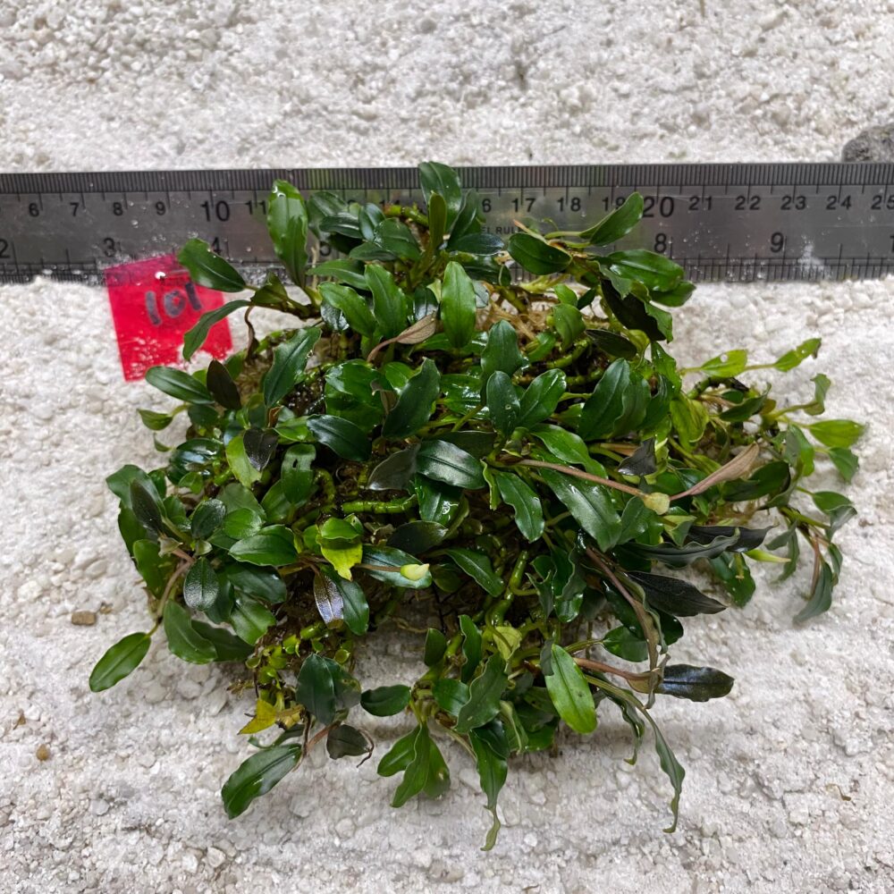 Bucephalandra Blue Green 101