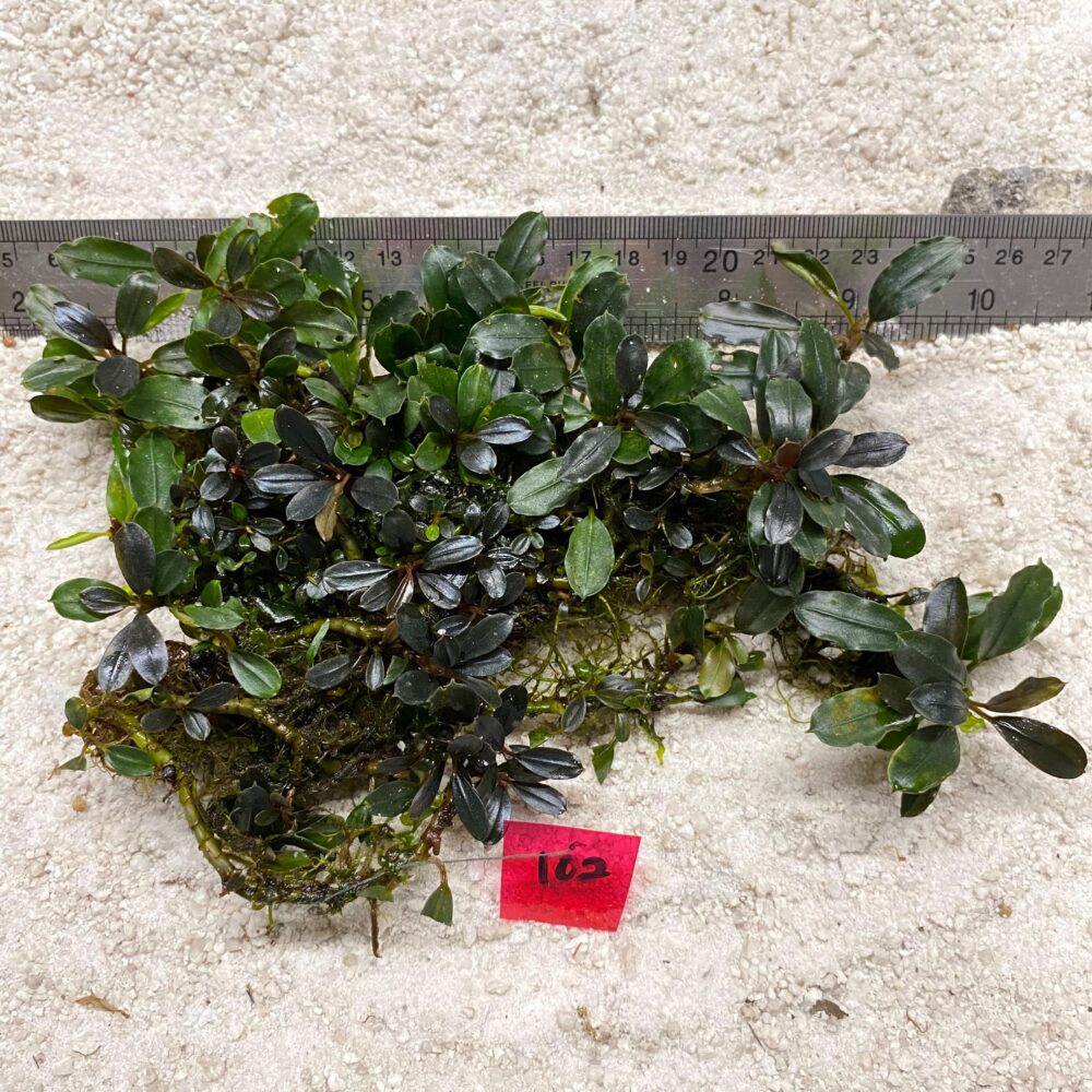 Bucephalandra Apple Leaf Jade 102