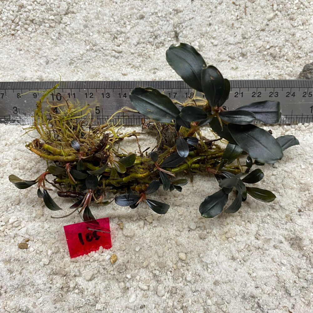 Bucephalandra Dark Emerald 105